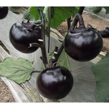 HE07 Konzi runde schwarze Hybrid-Auberginen-Samen